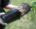 Planting Remove from pot 